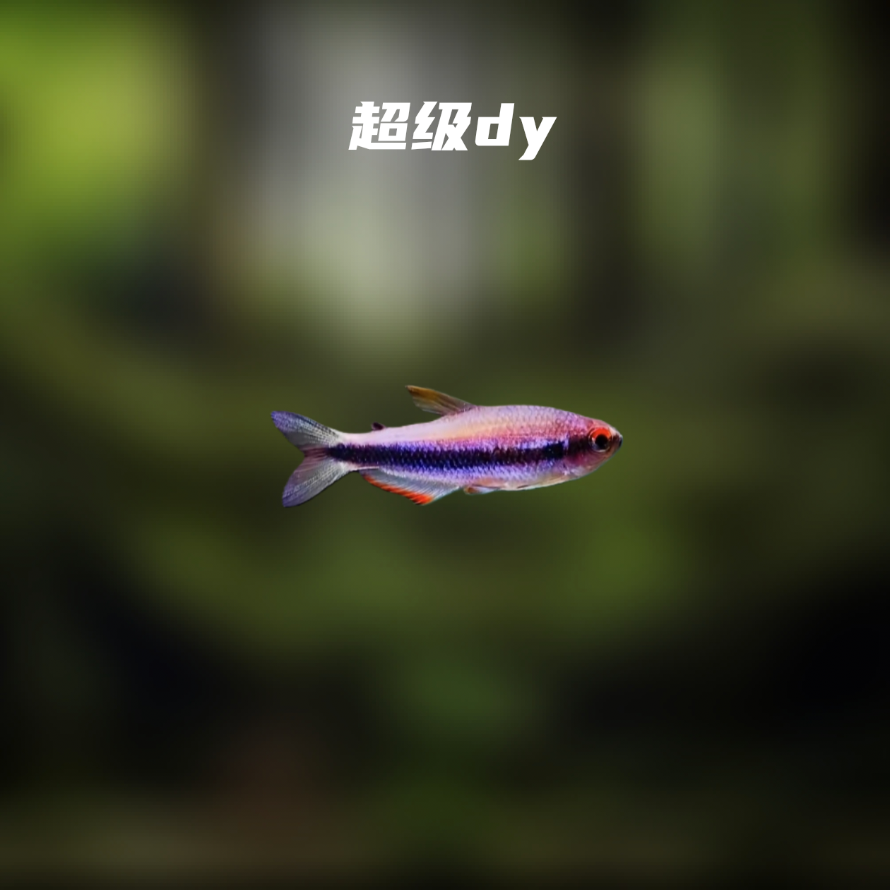 鱼漪水族 超级dy