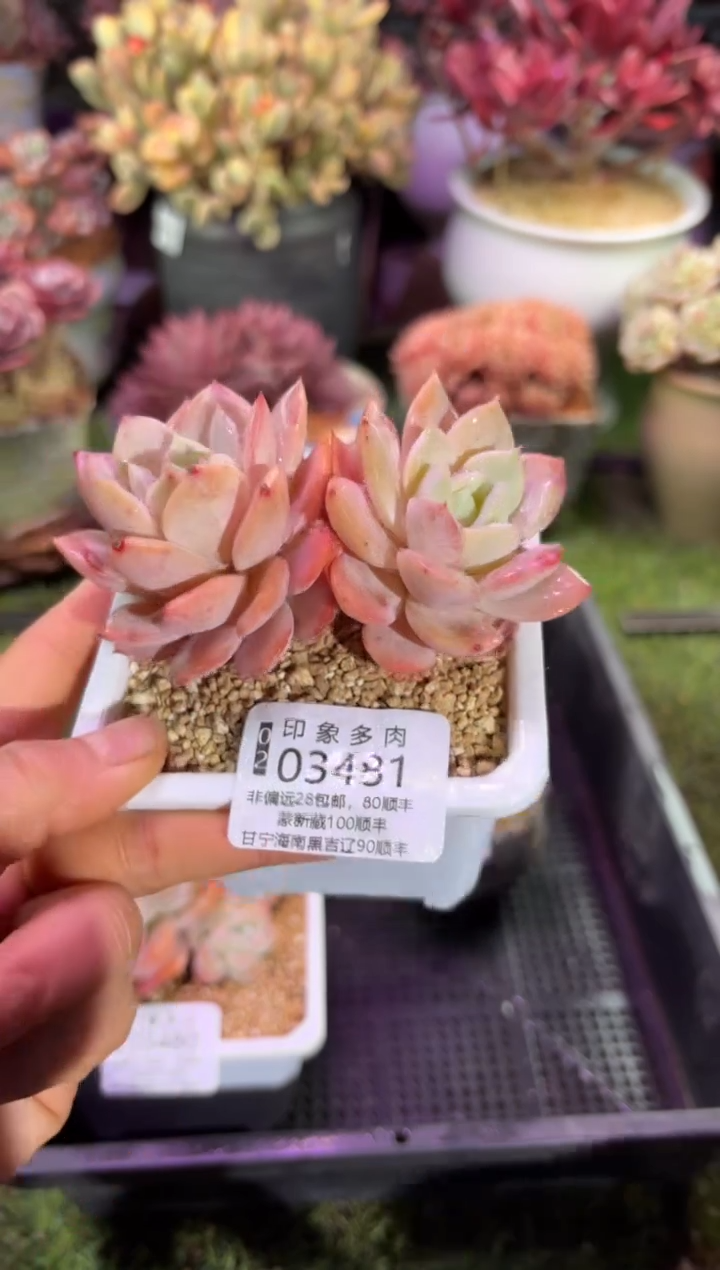 【闪购商品】03481