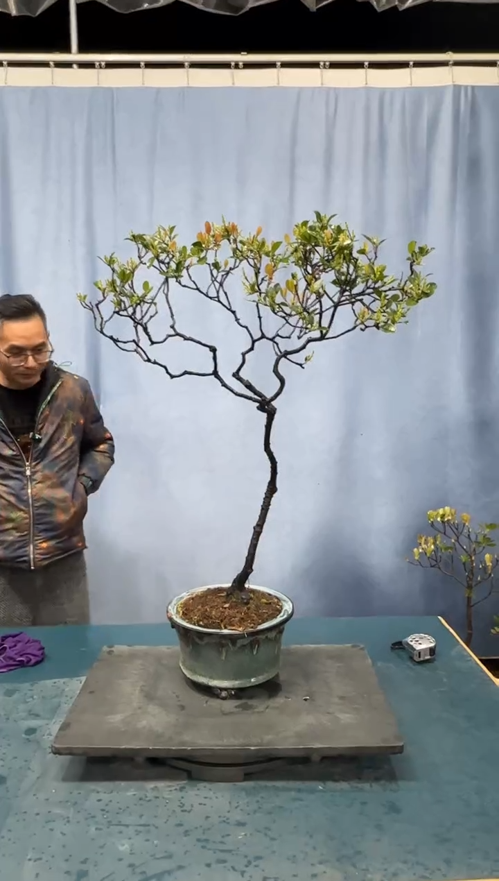 【闪购商品】盆景春花