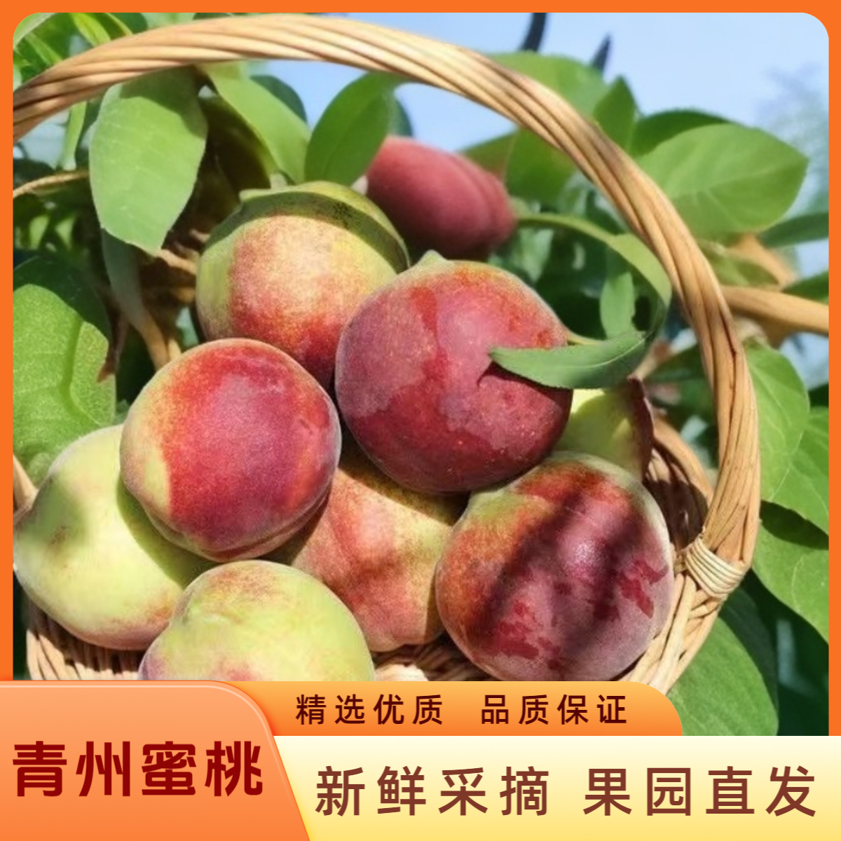 正宗山东青州蜜桃新鲜桃子毛桃果园直销应季水果脆蜜桃原产地直发
