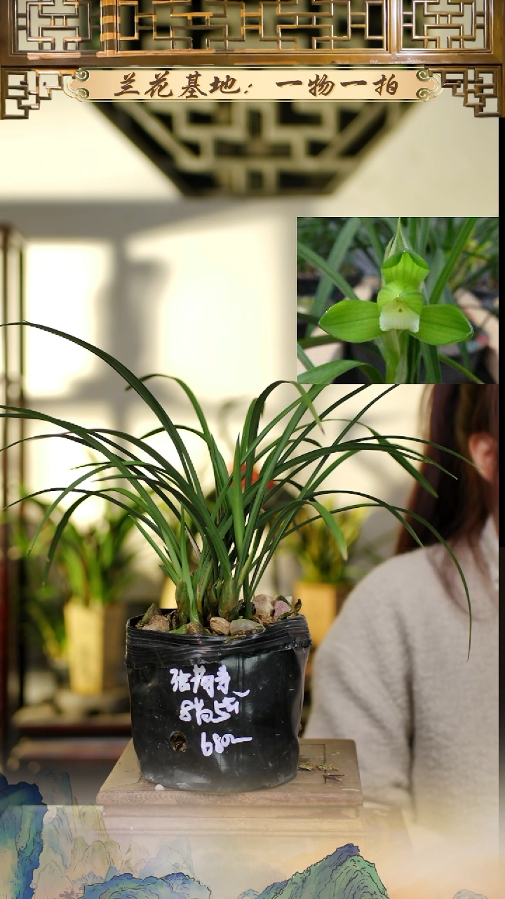 全部花苞张荷素8苗5花苞