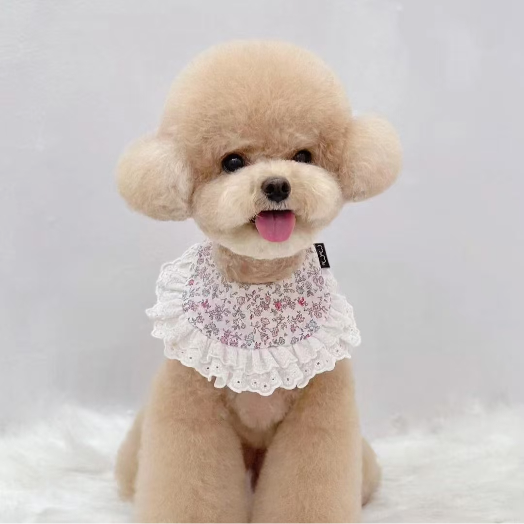 泰迪幼犬活体链接