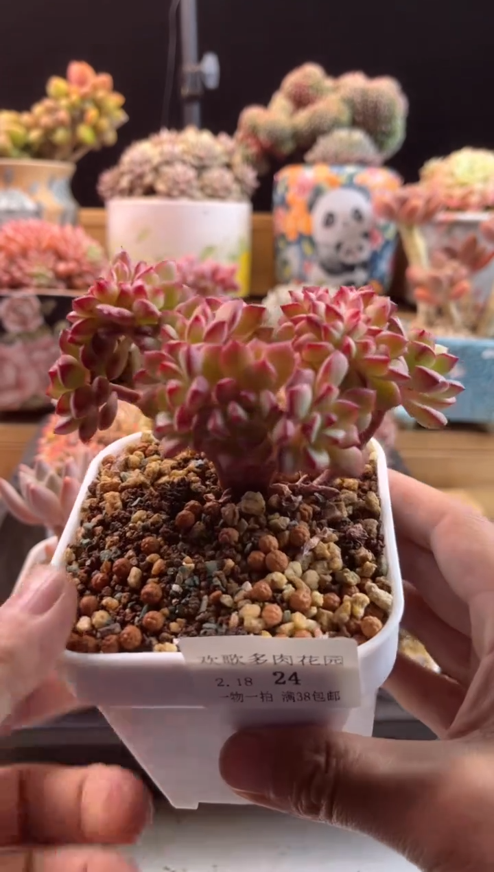 【闪购商品】2.18-24探歌缀化