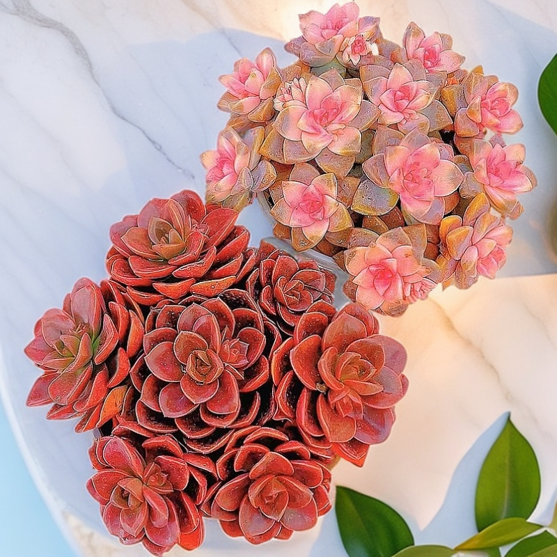 樱花锦+红酒巧克力办公室内阳台多肉新手好养漂亮带盆带土发货