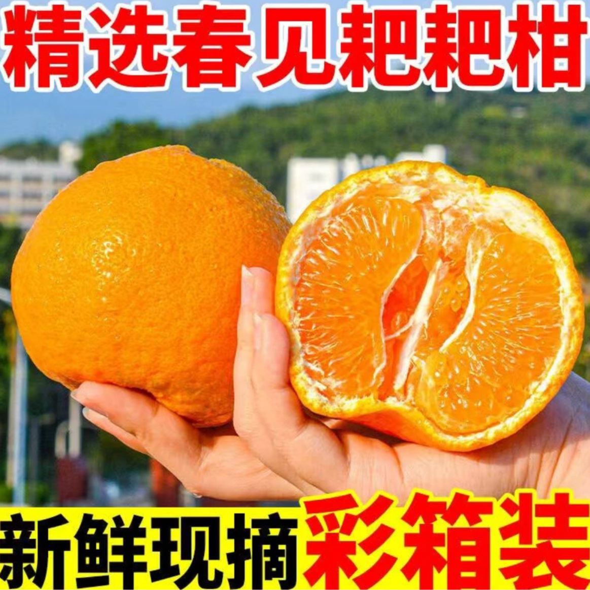 XX【春见耙耙柑】正宗四川眉山耙耙柑新鲜应季水果皮薄爆汁现摘现发