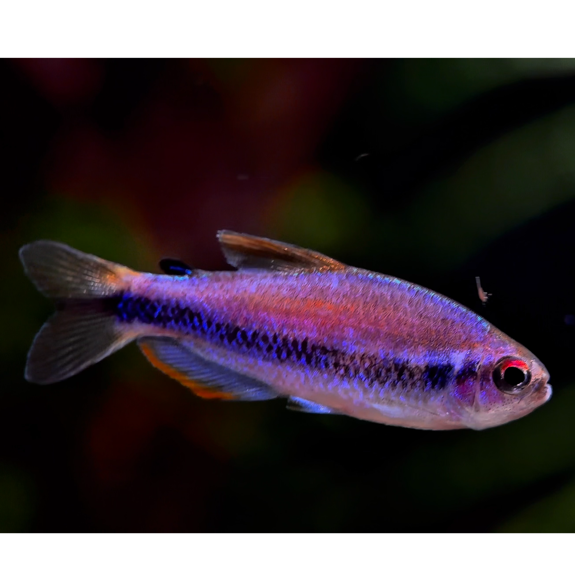 【鳞光】超级DY灯鱼公鱼