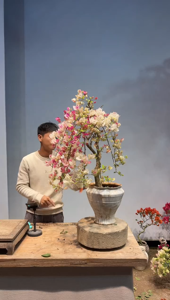 以实际为准三角梅71