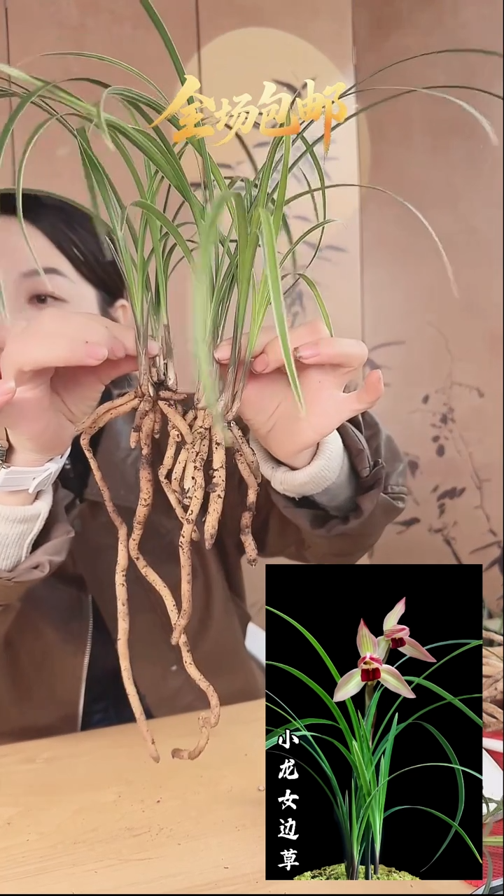 当前无花栽培后可以开花：小龙女边草