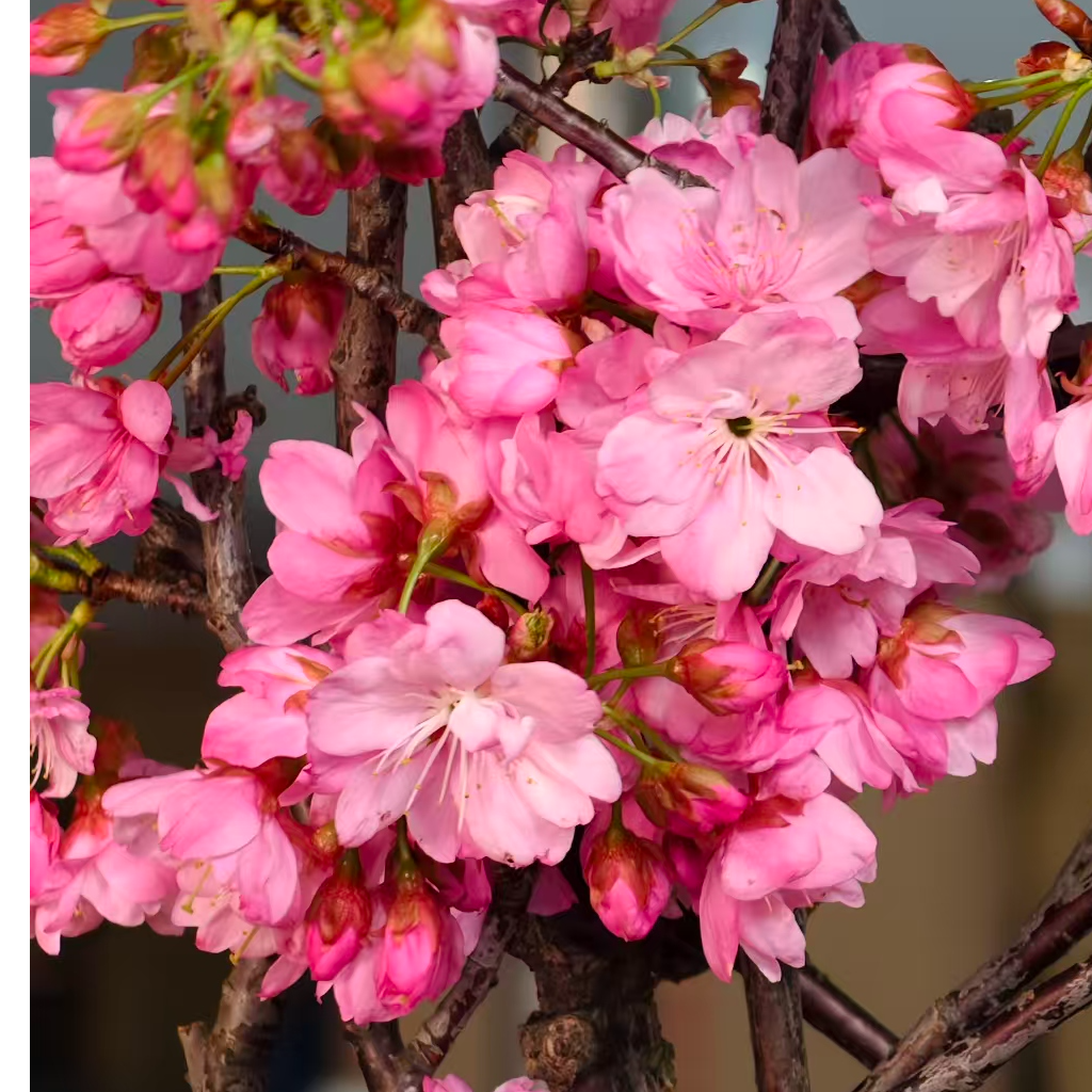 A级稀有冬樱花1扎鲜切花