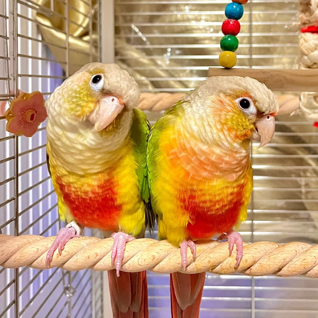 聪明鹦鹉 会说话凤梨黄边绿颊 鹦鹉类活鸟半毛