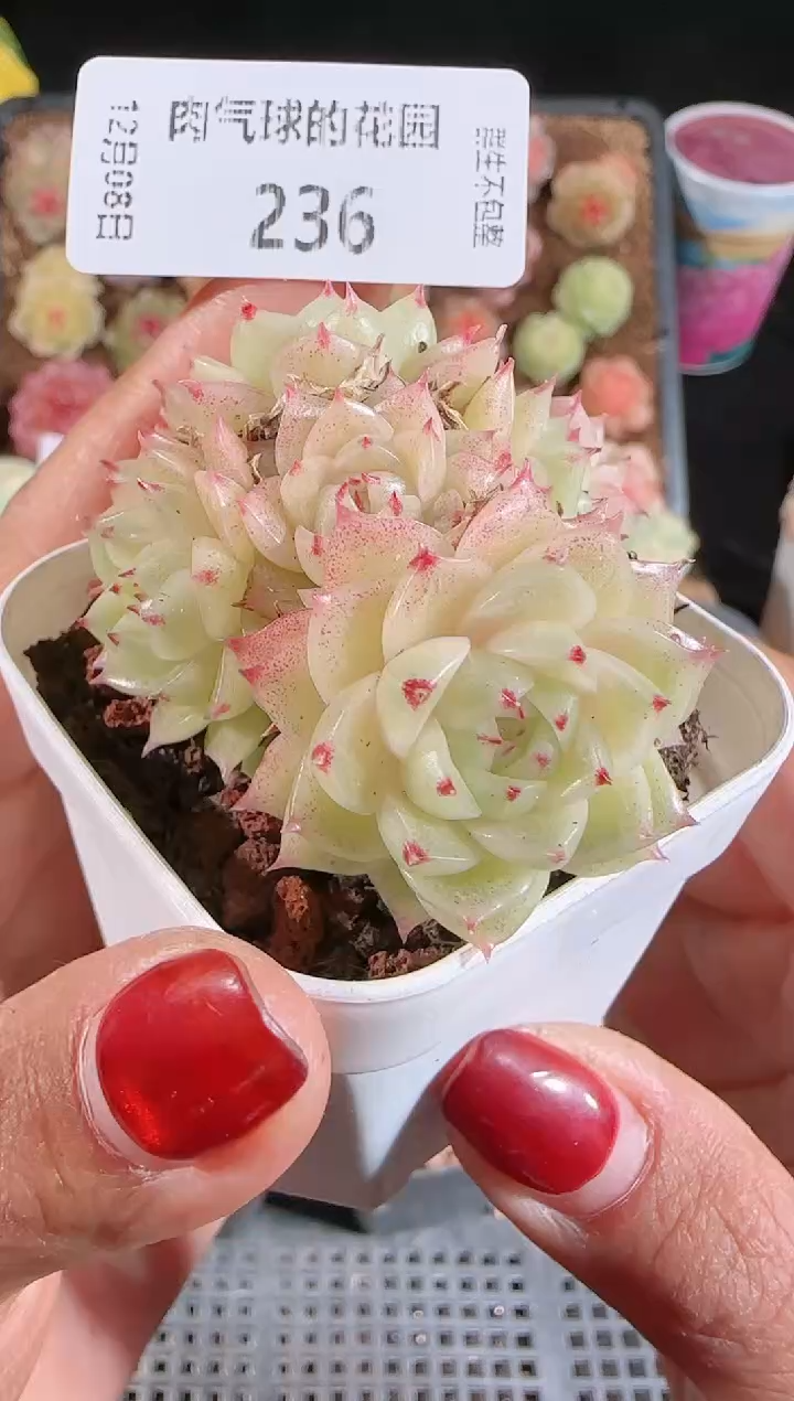 1208-236多肉群生不包整