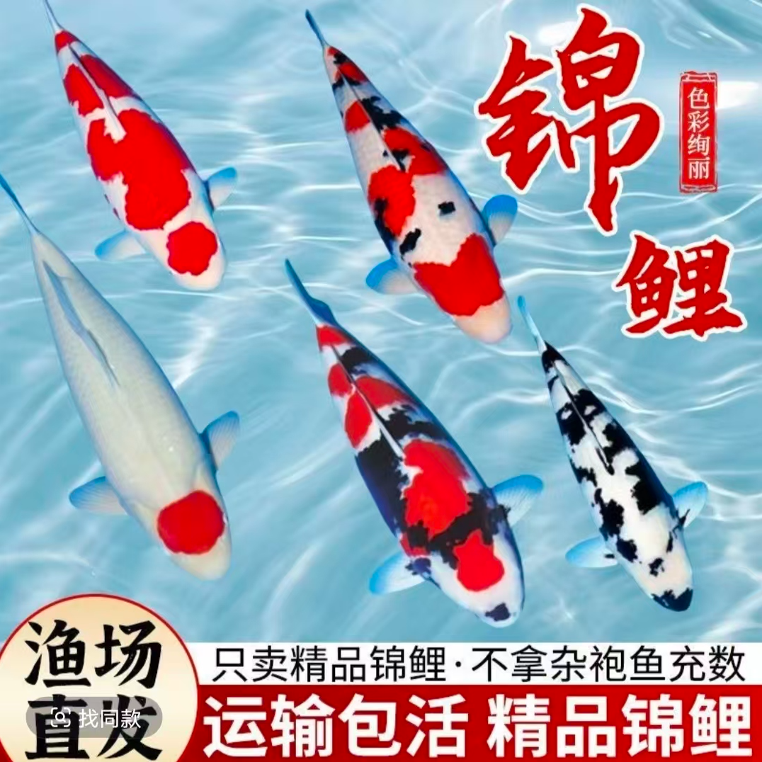 精品血统大正三色红白锦鲤冷水淡水观赏鱼好养耐活渔场直发