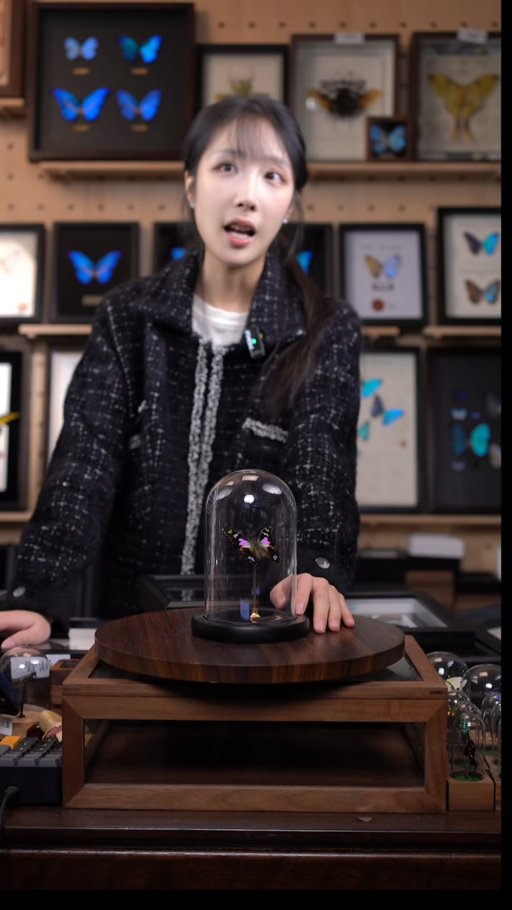 玫瑰青凤蝶小号玻璃罩