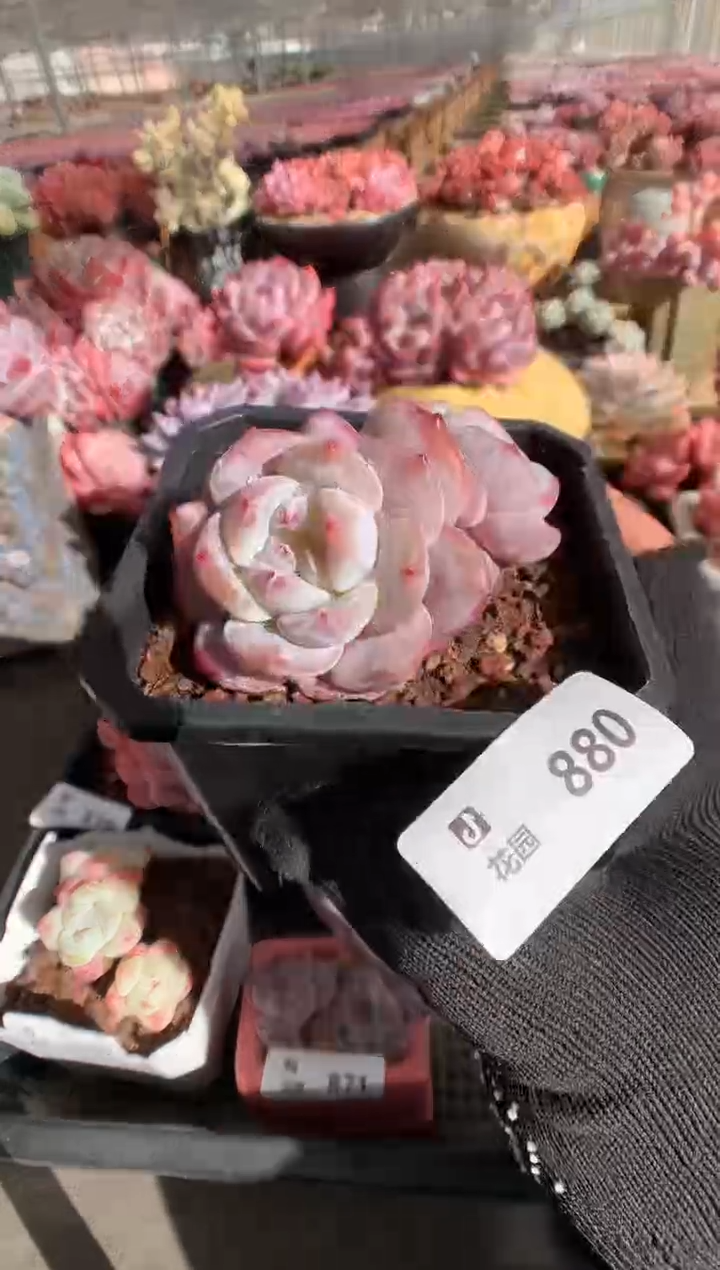 880星影一物一拍