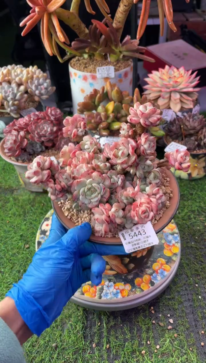 昆明印象多肉5443