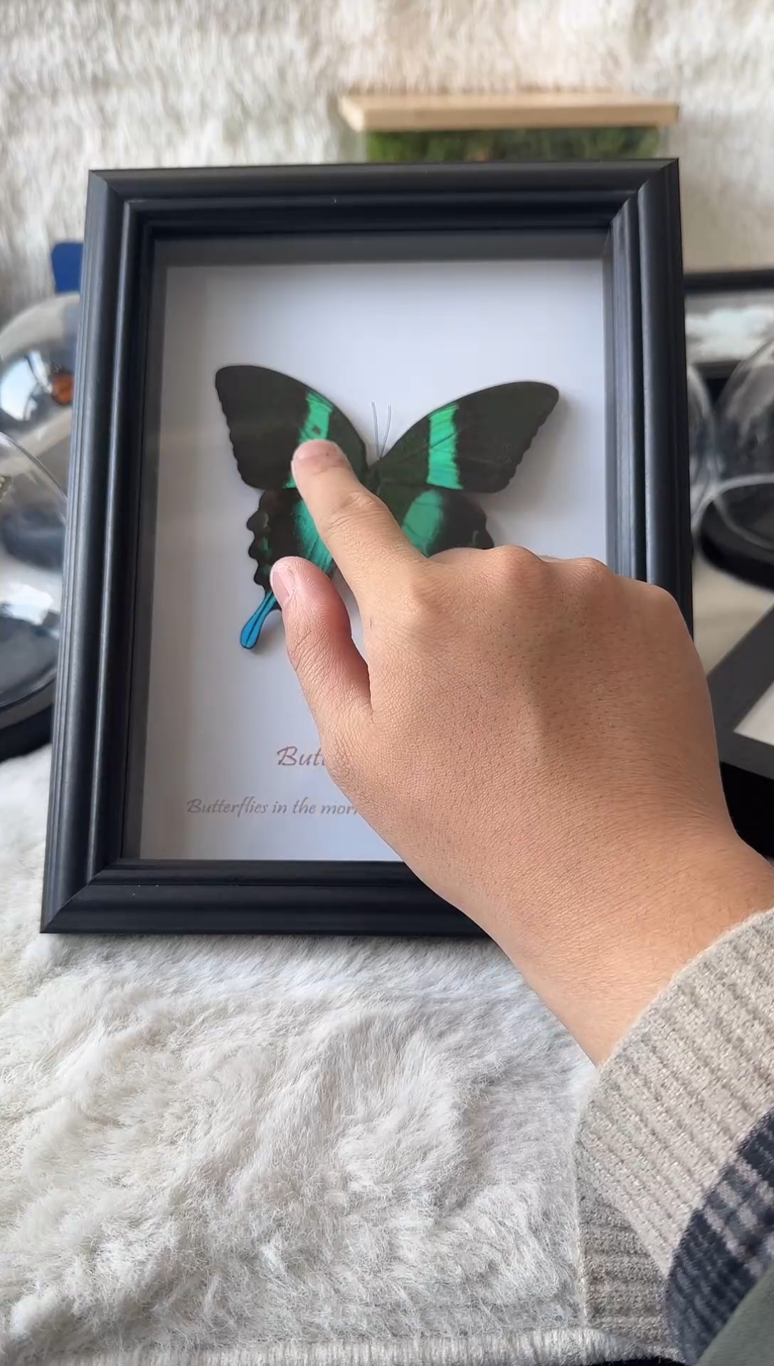 有机玻璃爱神凤蝶8寸   