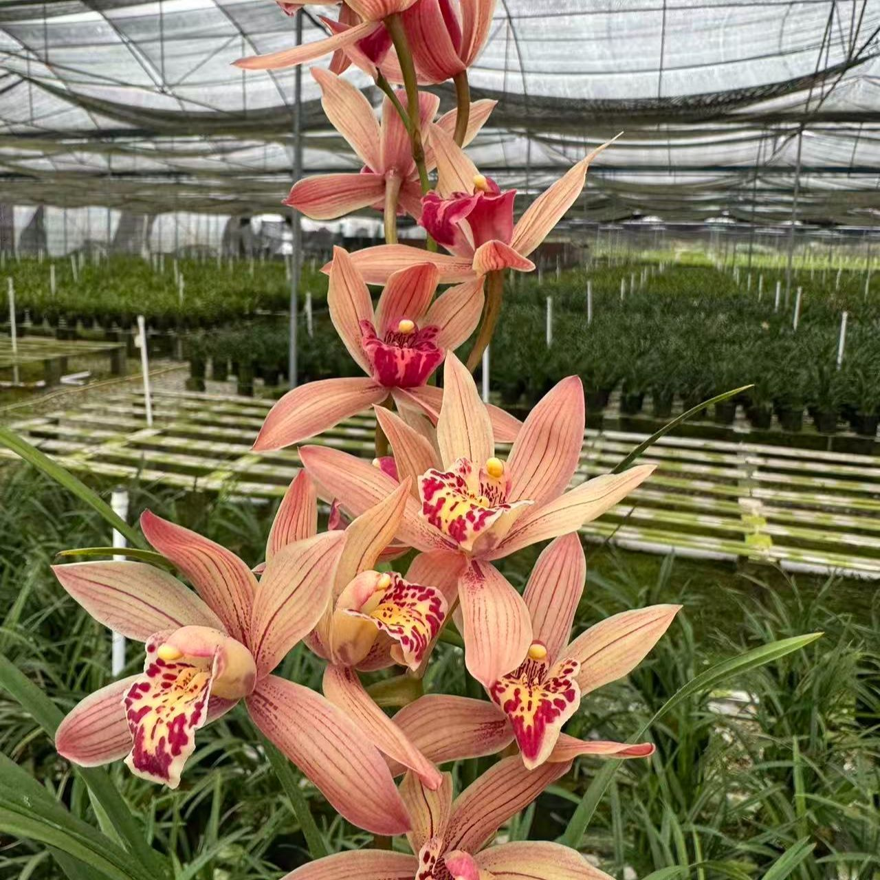 四季建兰台北仙子小姐带花浓香型好养室内兰花花卉绿植