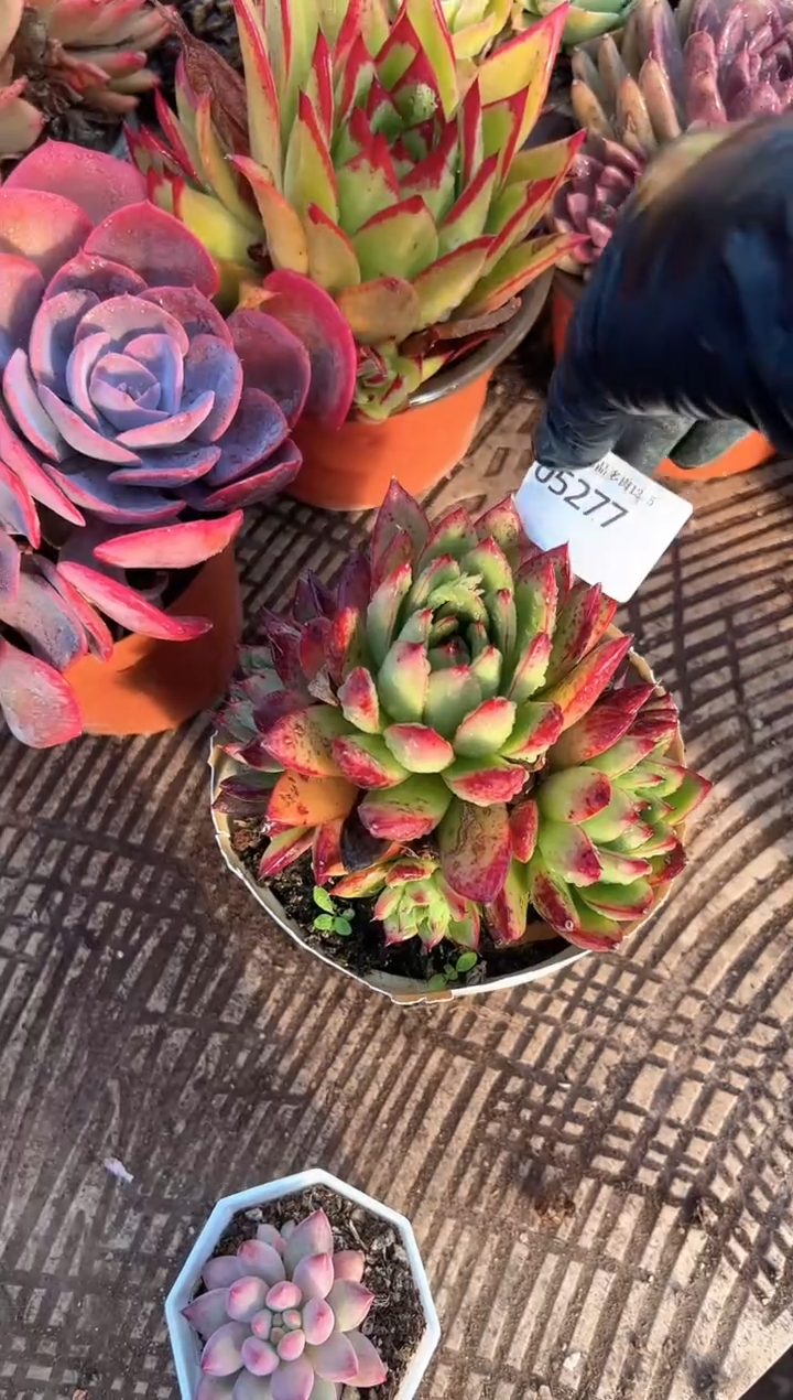 g****9多肉植物一物一拍05277