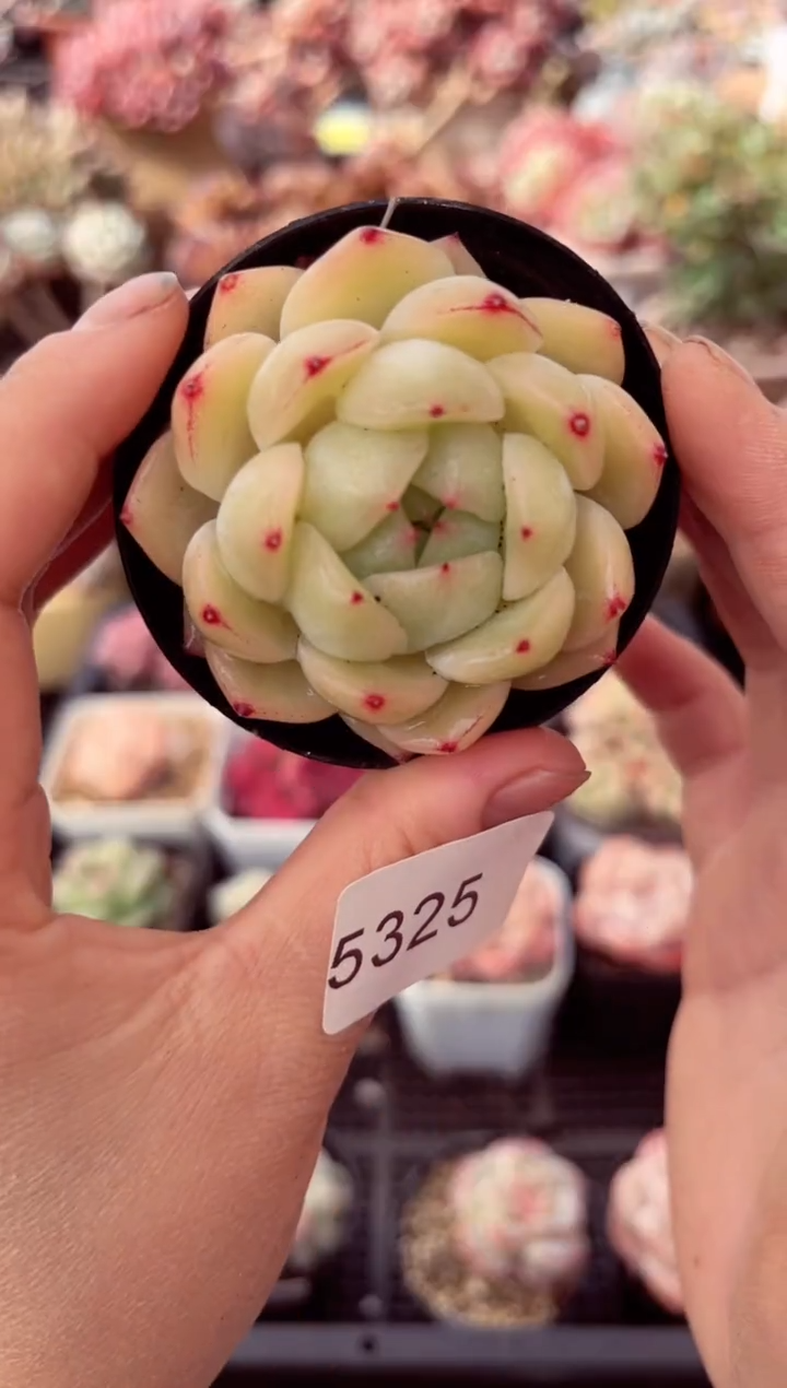 【闪购商品】5325单头多肉