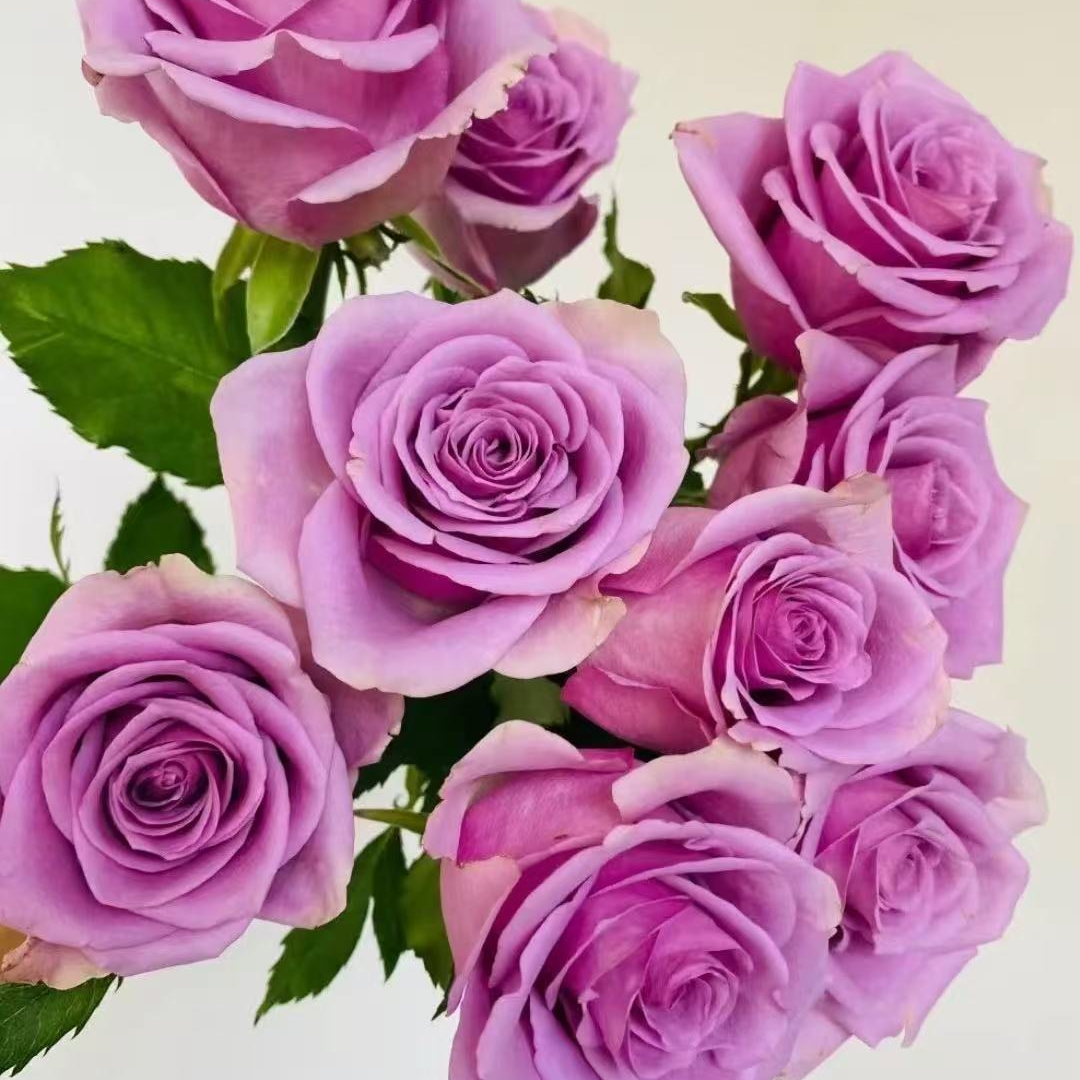 【紫霞仙子单头玫瑰】任意两单及两单以上鲜花顺丰包邮发货