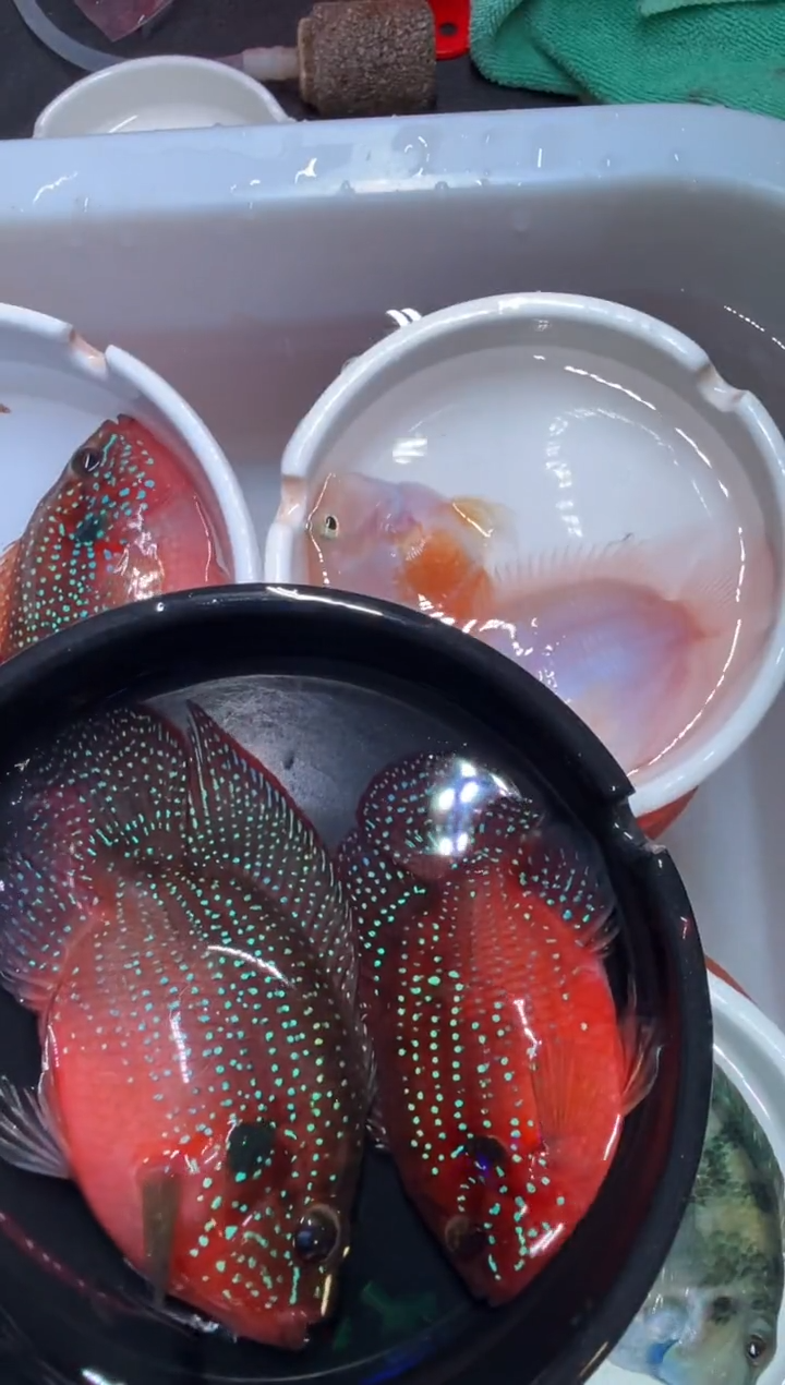 红宝石鱼红宝石一对