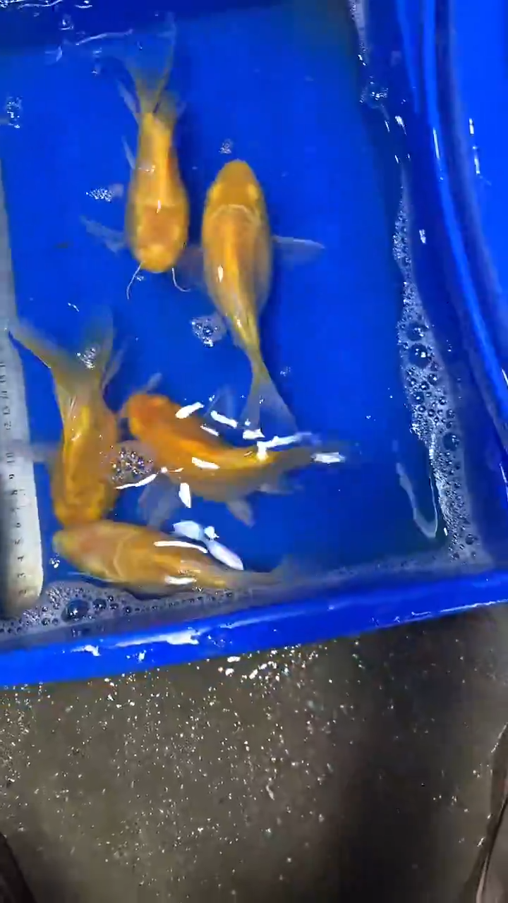 蝴蝶鲤鱼m****锐蝴蝶鲤直播选鱼专用链接 凭开箱视频售后