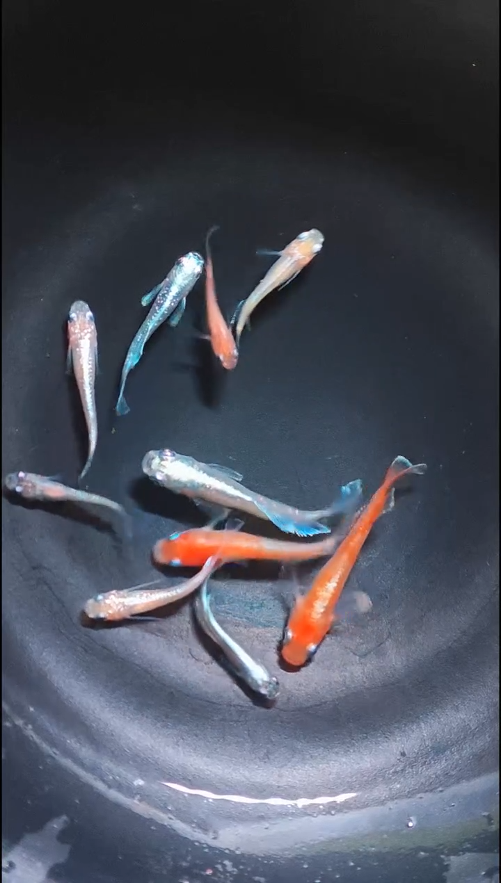 青鳉鱼观背青鳉010