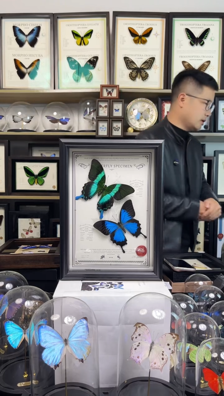 定制：天堂凤蝶+爱神凤蝶+2只雅灰蝶+2只妩灰蝶-A4曲边框