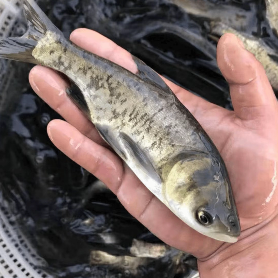 四川发货大头花鲢鱼鳙鱼淡水观赏鱼水族活体好养易活
