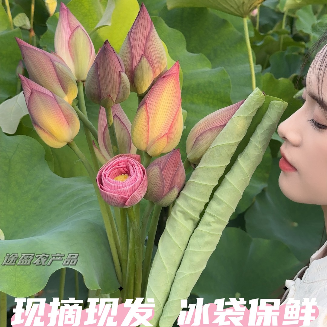 【顺丰速递】新鲜荷花苞鲜切花花卉荷花骨朵插花婚礼泡茶观赏包花束