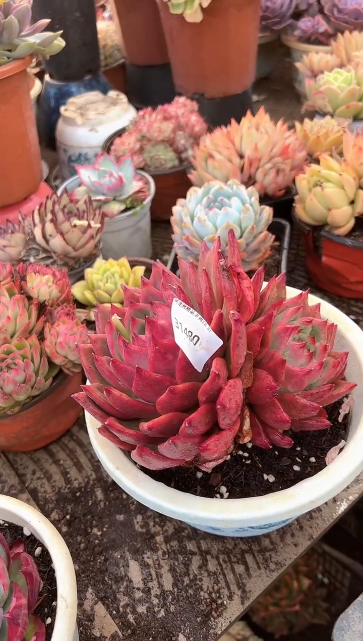 @*多肉植物一物一拍31480