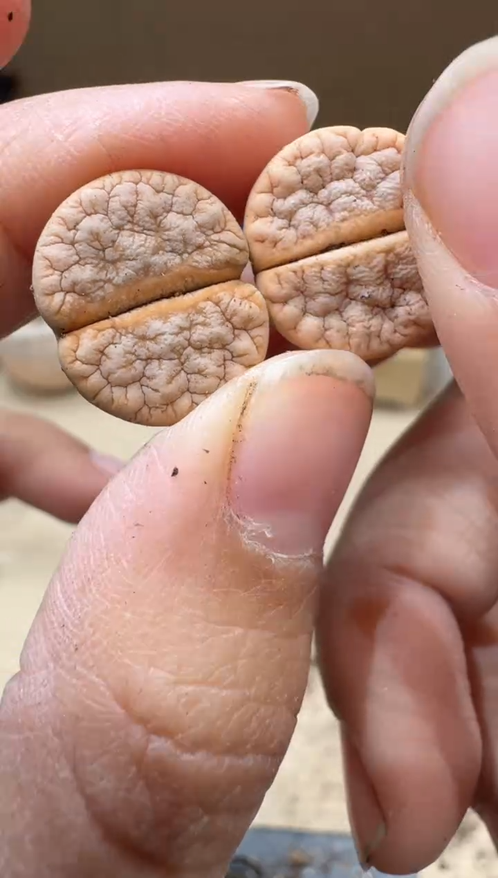 13-52多肉植物肉锥