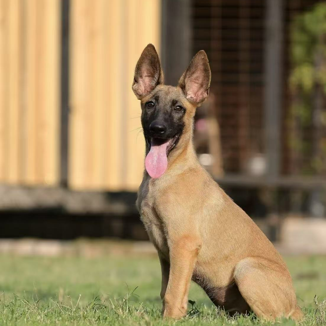 『安顺汪汪队工作犬』狗狗活体链接保健康