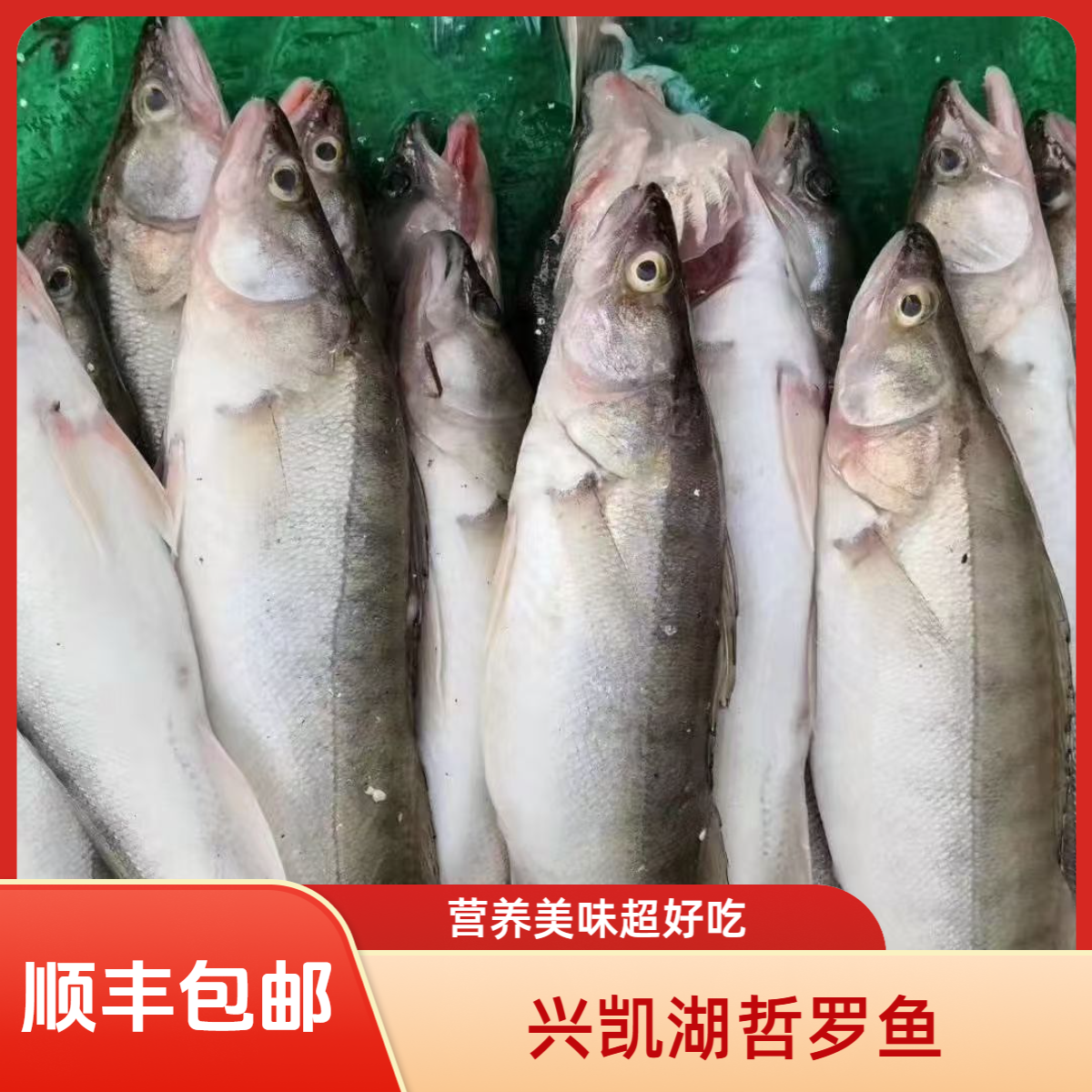 兴凯湖哲罗鱼5斤冷水湖鱼营养美味