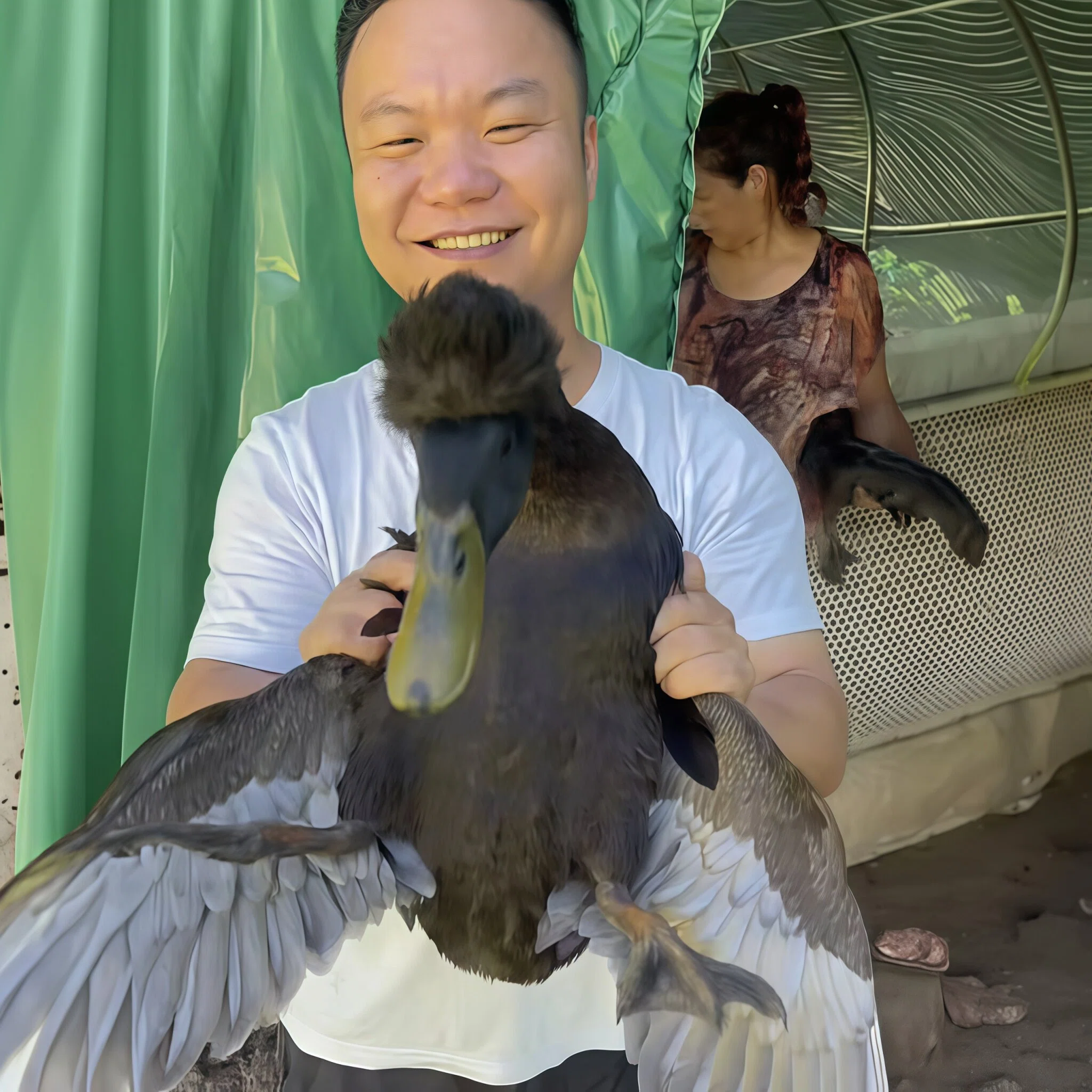 宠物鸭 邻水黑鸭 A款凤头鸭1.5-2斤