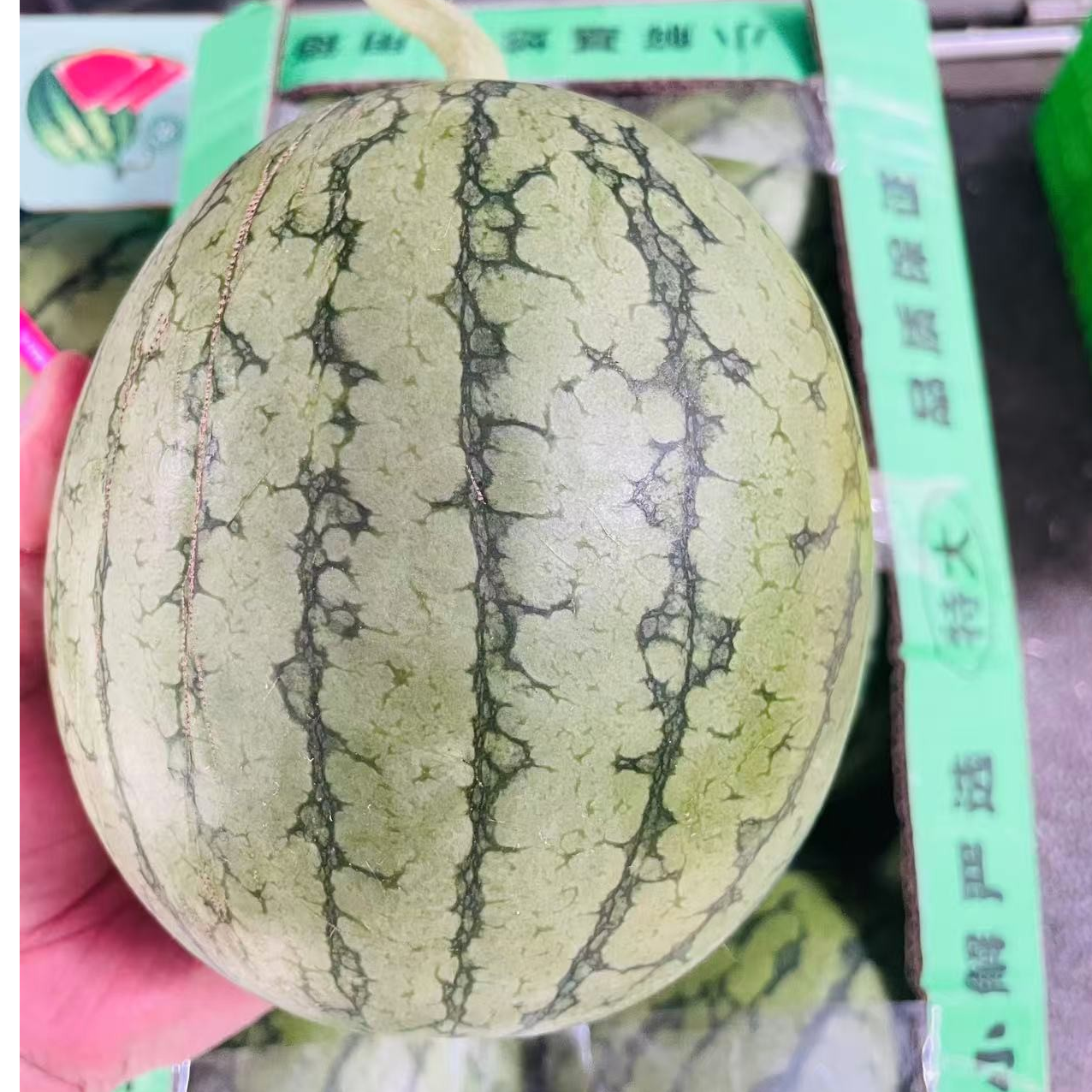 口口脆小西瓜一件（6个装）G