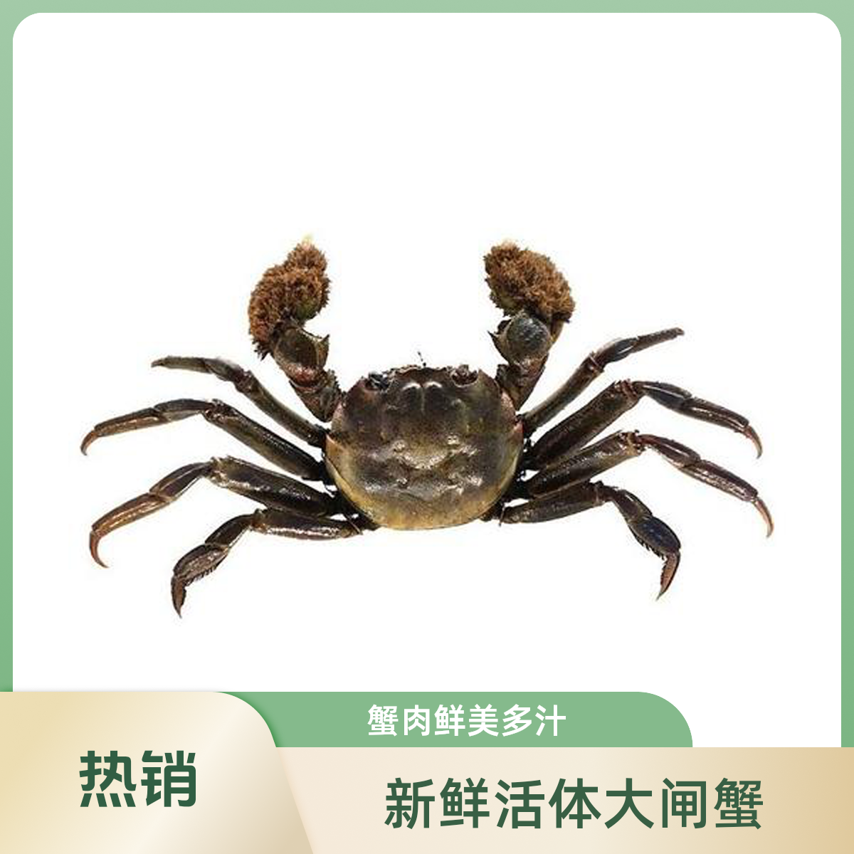 【鲜活】【小小装】南哥苏蟹 全母蟹2两左右10只 