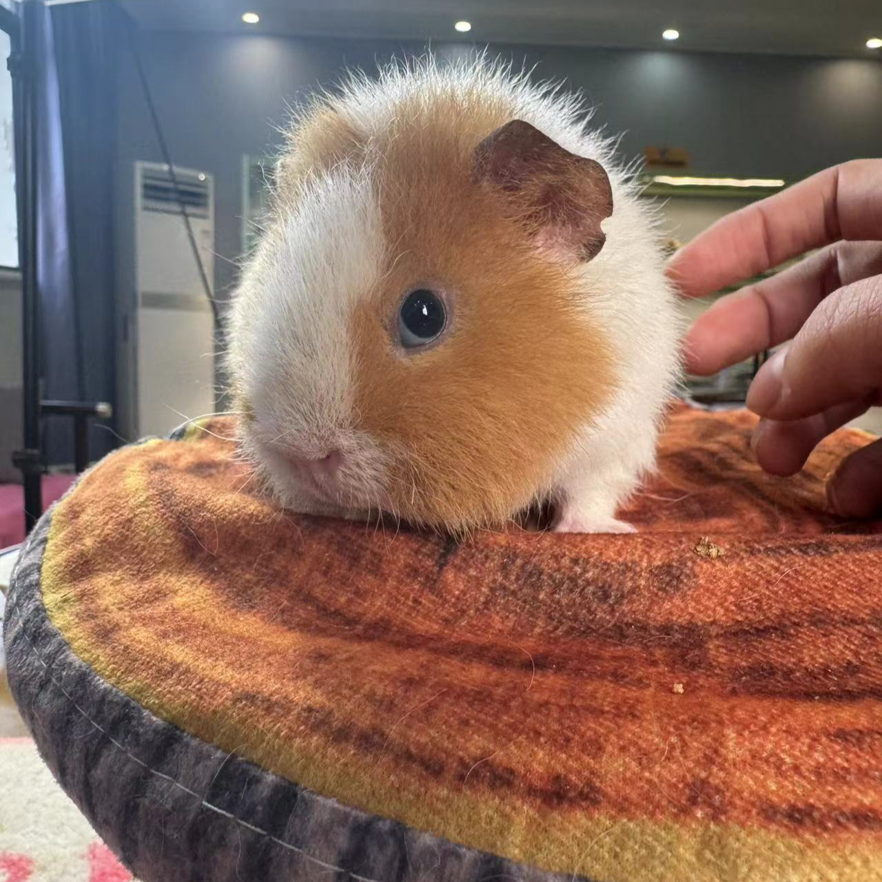 可爱温顺适合家庭喂养的荷兰猪活物豚鼠小宠物