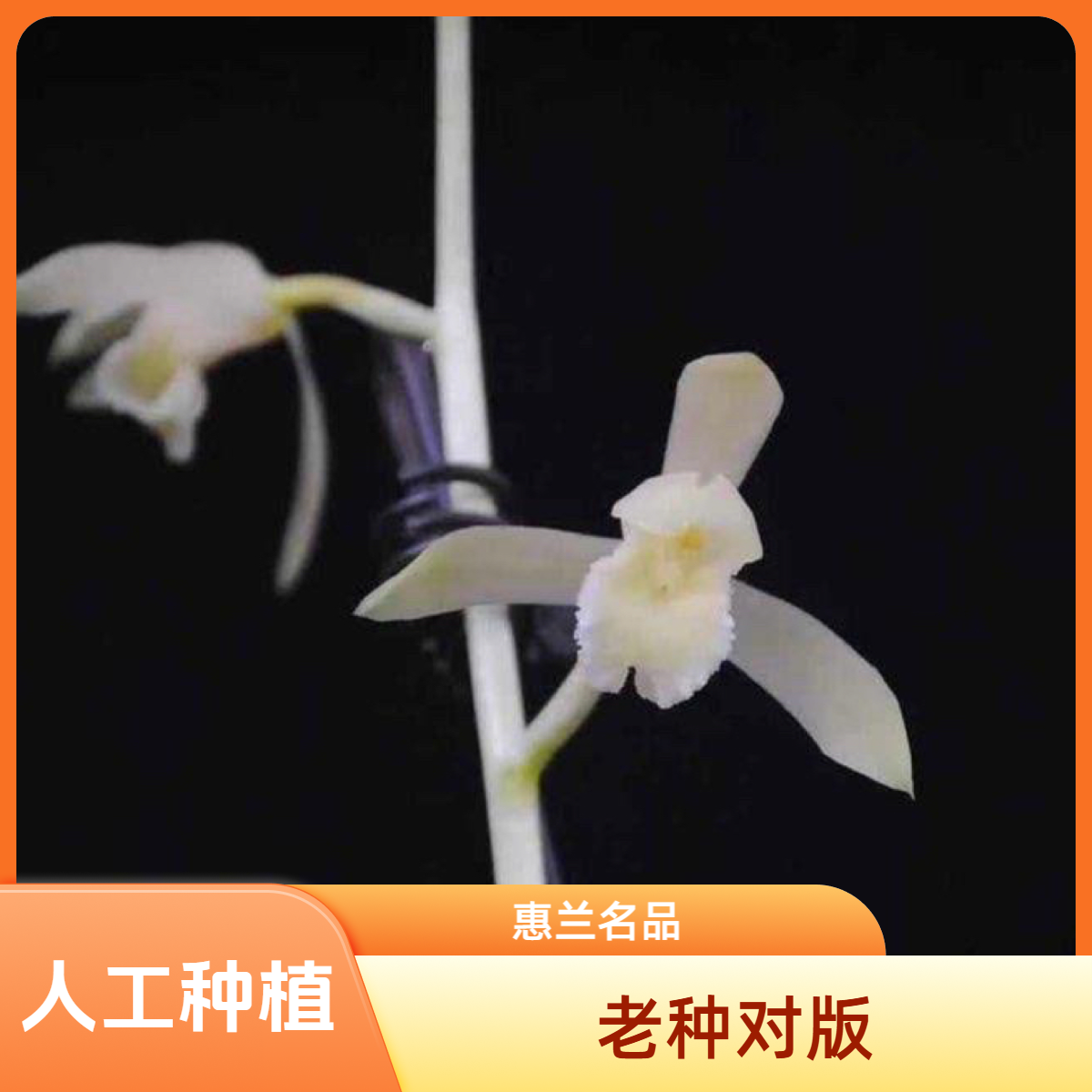 【白玉素】惠兰名品 国兰老种2苗 花开浓香 阳台好养 对版 人工种植