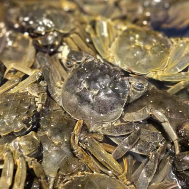 3.0公蟹+一只装+（约2.7两-3.1两）+活蟹+湖北蟹+大闸蟹