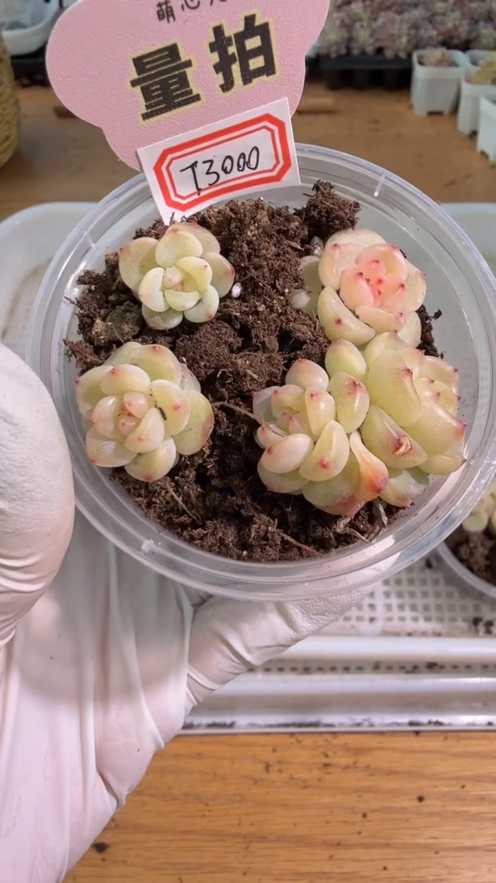 T3000 小圆盒4颗量拍混发