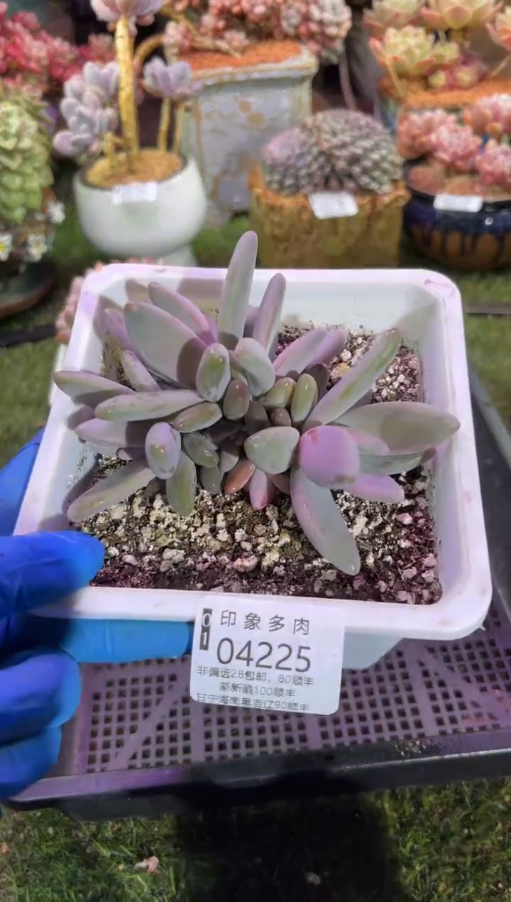 【闪购商品】04225