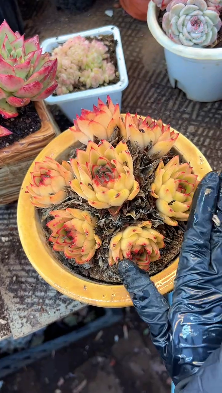 小*福多肉植物一物一拍31502