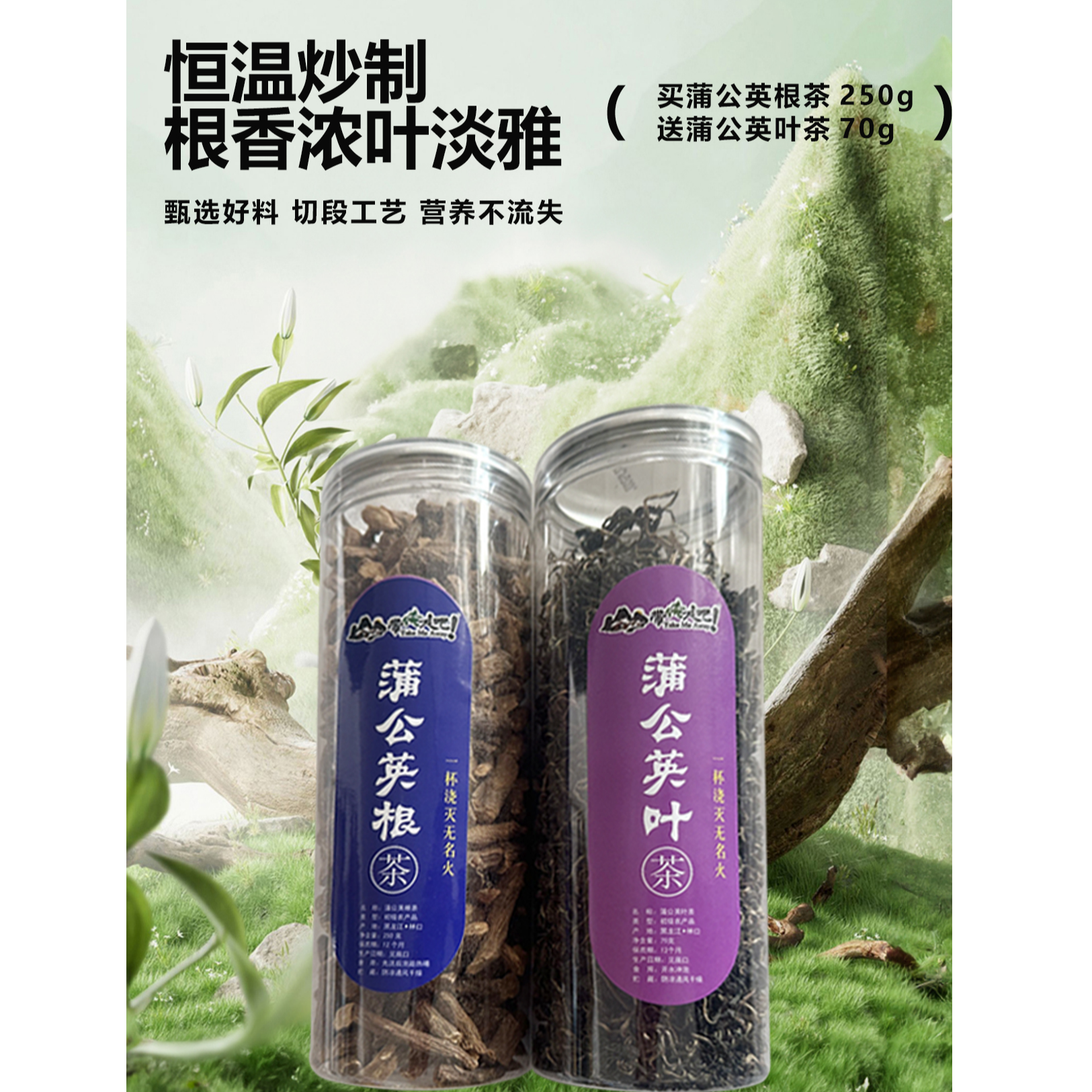 【优质主播专享】黑龙江野生婆婆丁根 送蒲公英叶茶1瓶到手2瓶包邮