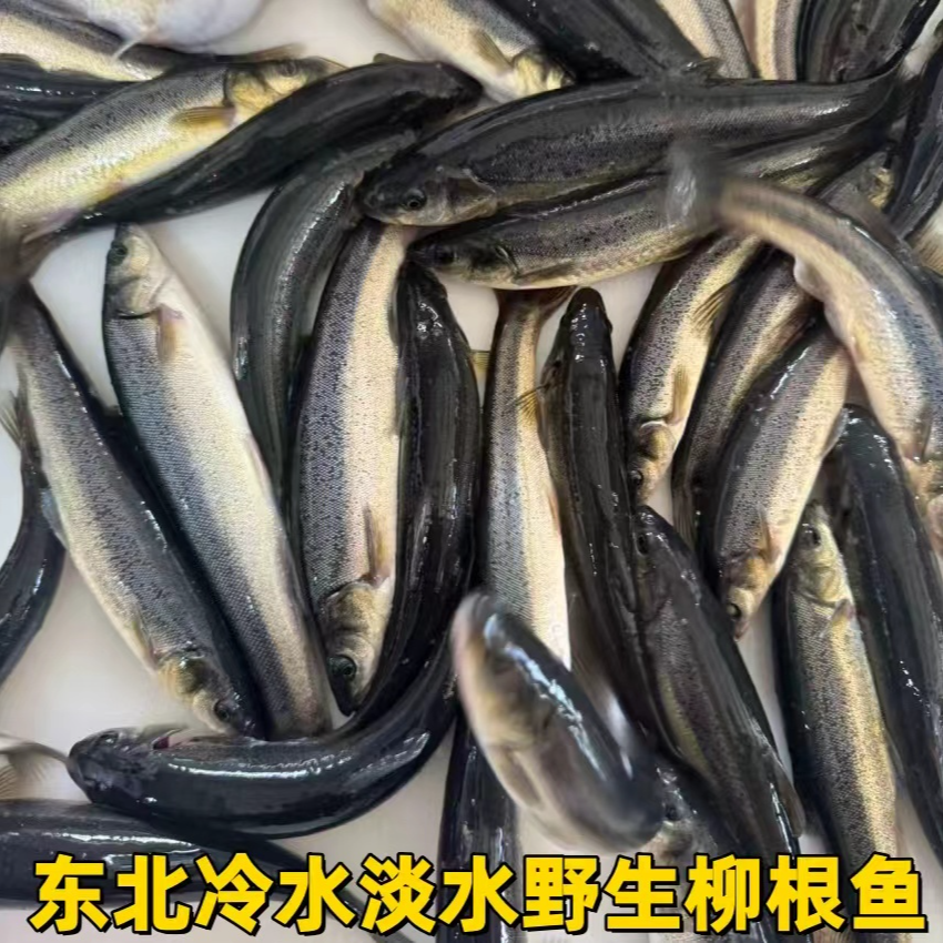 东北冷水柳根鱼4斤新鲜冷冻发货淡水鱼大柳根鱼包邮
