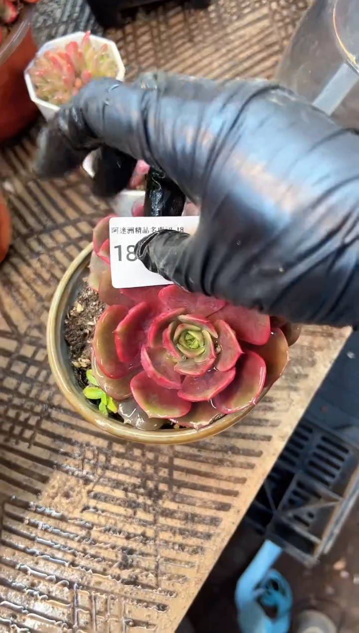1****7多肉植物一物一拍18360
