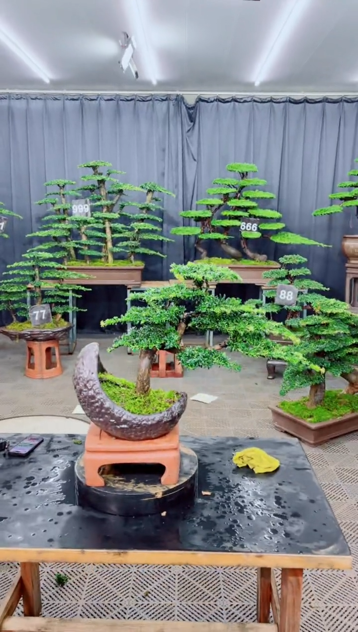 无花朵迎客松111红哑