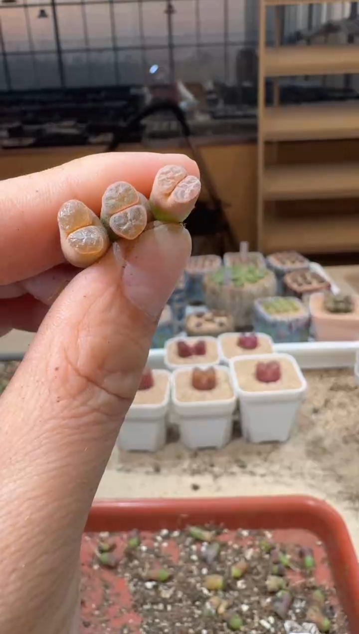 20-248多肉植物肉锥