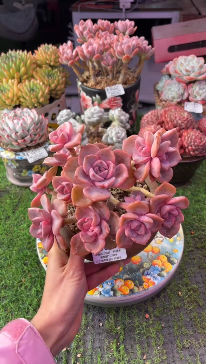 昆明印象多肉5638