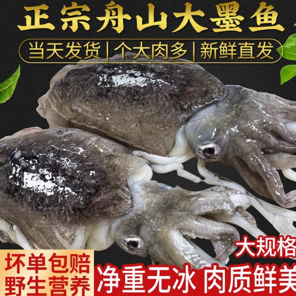 【东海野生墨鱼】鲜活船冻 高品质个大肉多 水煮炒菜都很鲜顺丰包邮